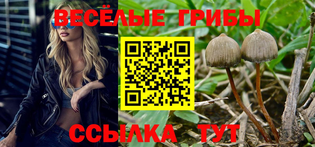 Псилоцибиновые грибы Cubensis Старая Купавна
